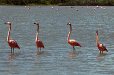 Ecuador-Galapagos-Three Islands Hopper - Darwin's Triangle